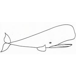 Coloring page: Whale (Animals) #929 - Free Printable Coloring Pages