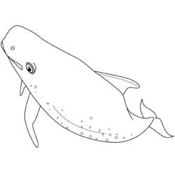 Coloring page: Whale (Animals) #930 - Free Printable Coloring Pages