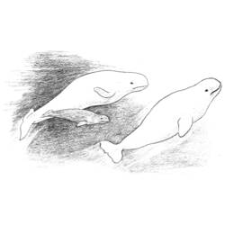 Coloring page: Whale (Animals) #948 - Free Printable Coloring Pages