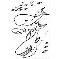 Coloring page: Whale (Animals) #960 - Free Printable Coloring Pages