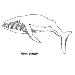 Coloring page: Whale (Animals) #963 - Free Printable Coloring Pages