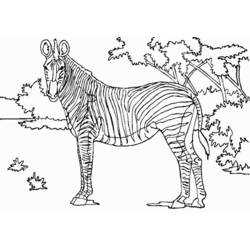 Coloring page: Wild / Jungle Animals (Animals) #21241 - Free Printable Coloring Pages