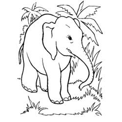 Coloring page: Wild / Jungle Animals (Animals) #21263 - Free Printable Coloring Pages