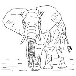 Coloring page: Wild / Jungle Animals (Animals) #21331 - Free Printable Coloring Pages