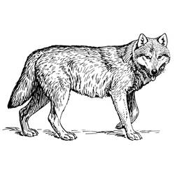 Coloring pages: Wolf - Printable coloring pages