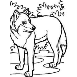 Coloring page: Wolf (Animals) #10448 - Printable coloring pages