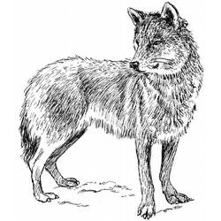 Coloring page: Wolf (Animals) #10473 - Free Printable Coloring Pages
