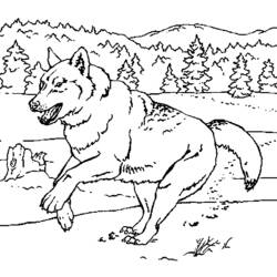 Coloring page: Wolf (Animals) #10555 - Printable coloring pages