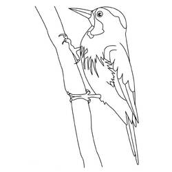 Coloring page: Woodpecker (Animals) #16680 - Printable coloring pages