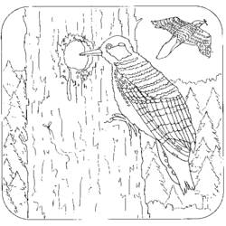 Coloring page: Woodpecker (Animals) #16683 - Printable coloring pages