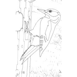 Coloring page: Woodpecker (Animals) #16717 - Printable coloring pages