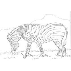 Coloring page: Zebra (Animals) #12958 - Printable coloring pages