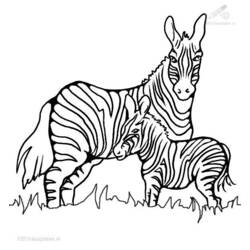 Coloring page: Zebra (Animals) #13023 - Printable coloring pages