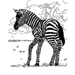 Coloring page: Zebra (Animals) #13027 - Free Printable Coloring Pages