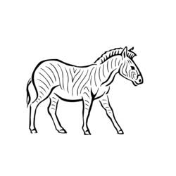 Coloring page: Zebra (Animals) #13032 - Free Printable Coloring Pages