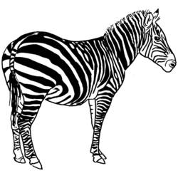 Coloring page: Zebra (Animals) #13039 - Printable coloring pages