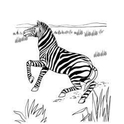 Coloring page: Zebra (Animals) #13053 - Free Printable Coloring Pages