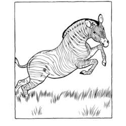 Coloring page: Zebra (Animals) #13058 - Free Printable Coloring Pages