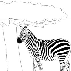 Coloring page: Zebra (Animals) #13075 - Free Printable Coloring Pages