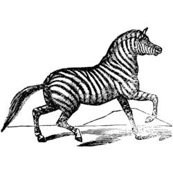 Coloring page: Zebra (Animals) #13077 - Free Printable Coloring Pages