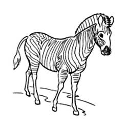 Coloring page: Zebra (Animals) #13085 - Free Printable Coloring Pages
