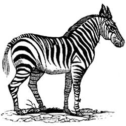 Coloring page: Zebra (Animals) #13094 - Free Printable Coloring Pages