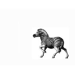 Coloring page: Zebra (Animals) #13100 - Free Printable Coloring Pages