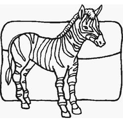 Zebra (Animals) coloring page #197174 to print and color