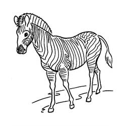 Zebra (Animals) coloring page #197192 to print and color