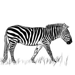 Zebra (Animals) coloring page #197194 to print and color