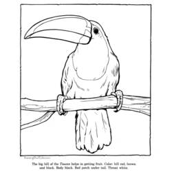 Coloring page: Zoo (Animals) #12796 - Free Printable Coloring Pages