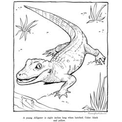 Coloring page: Zoo (Animals) #12820 - Free Printable Coloring Pages