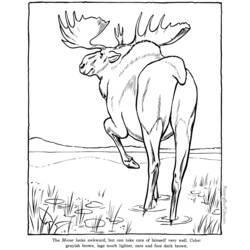 Coloring page: Zoo (Animals) #12859 - Free Printable Coloring Pages