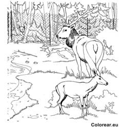 Coloring page: Zoo (Animals) #12888 - Free Printable Coloring Pages