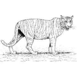 Coloring page: Zoo (Animals) #12901 - Free Printable Coloring Pages