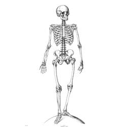 Coloring page: Skeleton (Characters) #147410 - Printable coloring pages