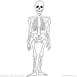 Coloring page: Skeleton (Characters) #147416 - Printable coloring pages