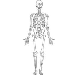 Coloring page: Skeleton (Characters) #147424 - Printable coloring pages
