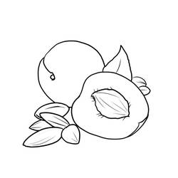 Coloring pages: Apricot - Free Printable Coloring Pages