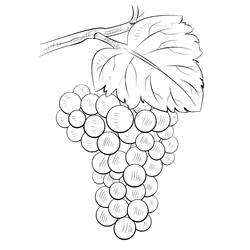 Coloring pages: Grapes - Free Printable Coloring Pages