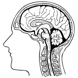 Coloring pages: Human Brain - Free Printable Coloring Pages