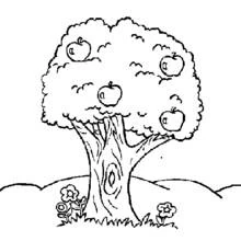 Apple tree (Nature and Seasons) coloring page #163757 to print and color