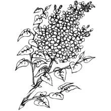Bouquet of flowers (Nature and Seasons) coloring page #160995 to print and color