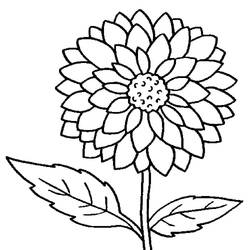 Coloring pages: Dahlia - Free Printable Coloring Pages