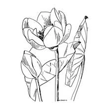 Flowers (Nature and Seasons) coloring page #155055 to print and color