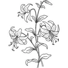 Flowers (Nature and Seasons) coloring page #155057 to print and color