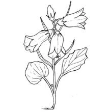 Flowers (Nature and Seasons) coloring page #155095 to print and color