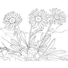 Flowers (Nature and Seasons) coloring page #155116 to print and color