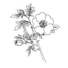 Flowers (Nature and Seasons) coloring page #155149 to print and color