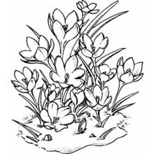 Flowers (Nature and Seasons) coloring page #155170 to print and color